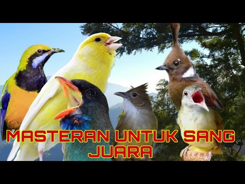 MASTERAN BURUNG WAJIB KICAU MANIA