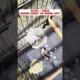mitos atau fakta cendet MH rawan bertahan hidup #birds #mangkicauoffecial #burung #burungkicaudialam