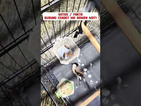 mitos atau fakta cendet MH rawan bertahan hidup #birds #mangkicauoffecial #burung #burungkicaudialam