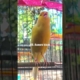 burung kenari gacor konslet || kenari mania || kicau mania || kenari mewah – canary singing champion