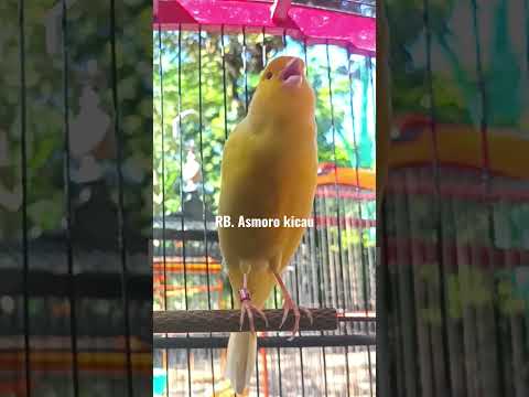 burung kenari gacor konslet || kenari mania || kicau mania || kenari mewah – canary singing champion