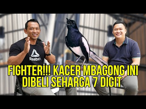 Kicau Mania Ini, merawat Kacer Mbagong Sampai Stabil Juara