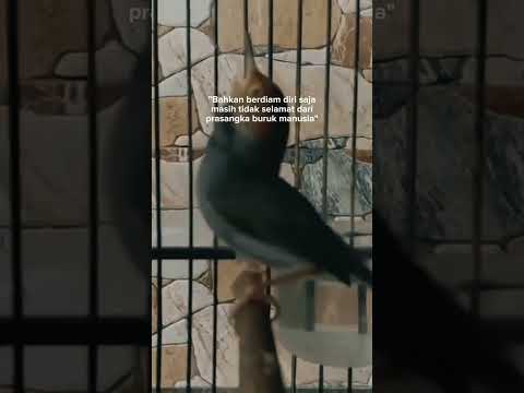 Kicau Mania#shorts #shortvideo #fypシ゚viral #storywa