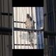 Kicau Mania#shorts #shortvideo #fypシ゚viral #storywa