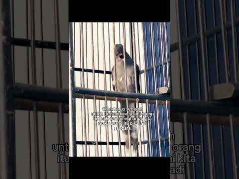 Kicau Mania#shorts #shortvideo #fypシ゚viral #storywa