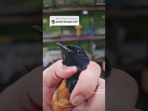 BURUNG IDAMAN PARA KICAU MANIA(3)