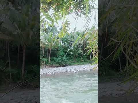 komunitas mancing ikan nilem ✅
