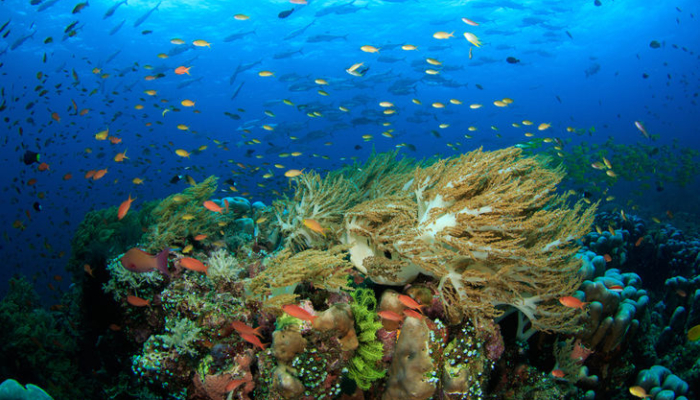 6-spot-snorkeling-terbaik-di-raja-ampat-dengan-keanekaragaman-hayati-luar-biasa
