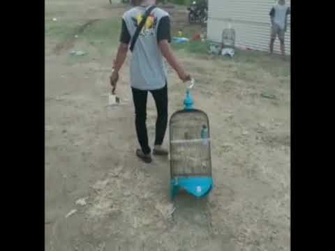 Story WA kicau mania nusantara