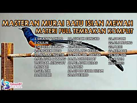 Masteran murai batu isian mewah materi full tembakan komplit