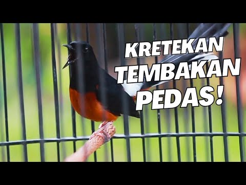 MURAI BATU GACOR FULL ISIAN TEMBAKAN KASAR KRETEKAN GANAS SANGAT AMPUH MEMANCING EMOSI MURAI BATU