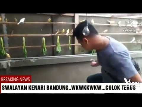 Bandar kenari Bandung|| Tongkrongan asyik Kicau Mania #kenari #lovebird #burung