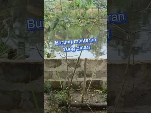 Masteran terbaik untuk kicau mania #shortsvideo