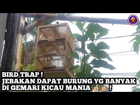 BIRD TRAP ! JEBAKAN DAPAT BURUNG YANG BANYAK DI GEMARI PARA KICAU MANIA !