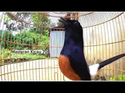 Suara burung murai batu yang paling banyak disukai kicau mania