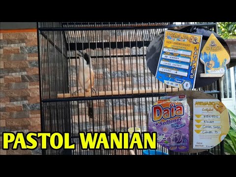CENDET MUDA SEPERTI INI YANG SERING JADI REBUTAN KICAU MANIA