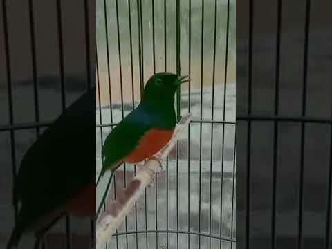1 JAM Burung Murai Batu Gacor, Masteran Burung, Suara Burung, Kicau Mania, Murai Batu Juara