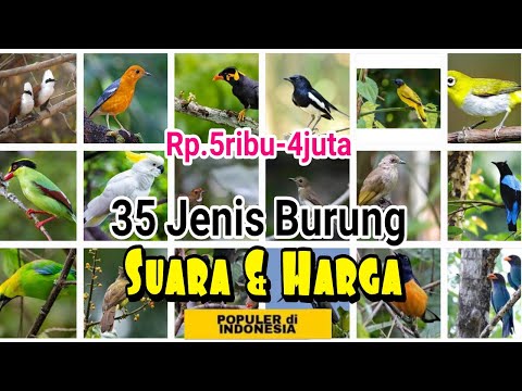 35 Jenis Burung Kicau Populer di Indonesia Beserta Harga Pasarnya (2022)