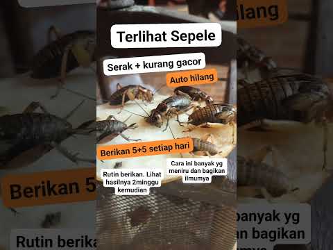 cara cepat bikin suara burung jernih
