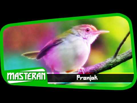 MASTERAN KICAU MANIA – Suara Burung Prenjak | Gacor 6