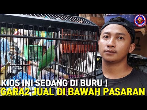 GAWATT..! SKRG KIOS INI JADI BURONAN KICAU MANIA KRN HARGA MURAH PART 1