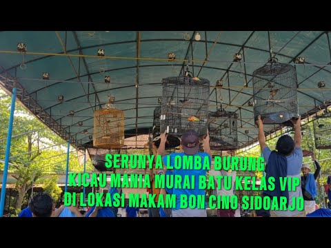 SERUNYA LOMBA BURUNG MURAI BATU KELAS VIP &TERTIPNYA KICAU MANIA  DI LOKASI MAKAM BON CINO SIDOARJO