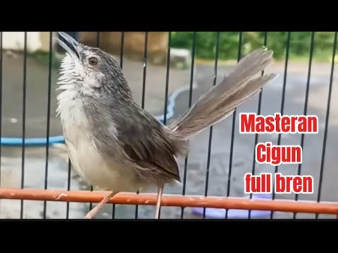 Masteran paling di cari kicau mania Ciblek gunung full bren isian CILILIN
