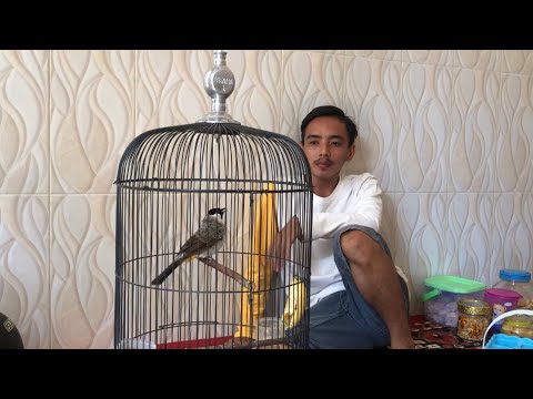 KUTILANG Yang Lagi VIRAL Di Lumajang