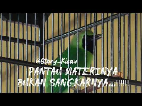 Story wa kicau mania #grojokansewu