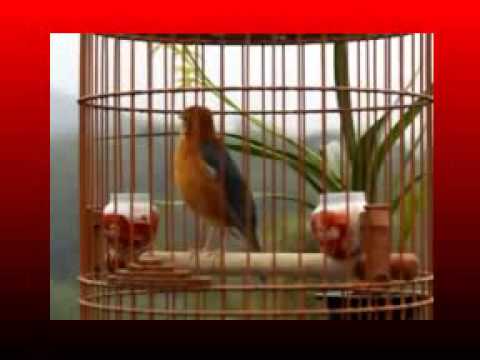 Kicau Mania | Suara Burung | Anis Merah Gacor Teler Doyorng Juara