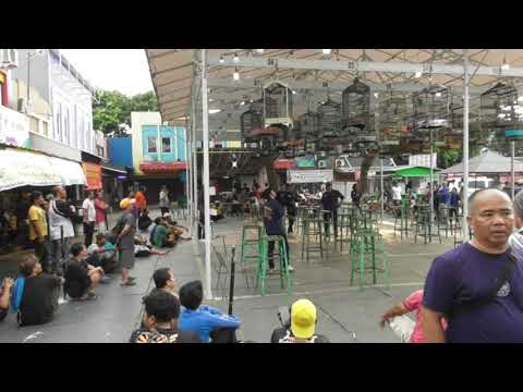 Keren KAPAS ARENA – BINTARO // KICAU MANIA COCAK IJO