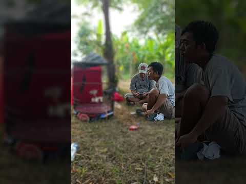Salam Kicau Mania, Berharap Bawa Amplop #hobinyajajat #muraibatu #lombaburung #gantangan