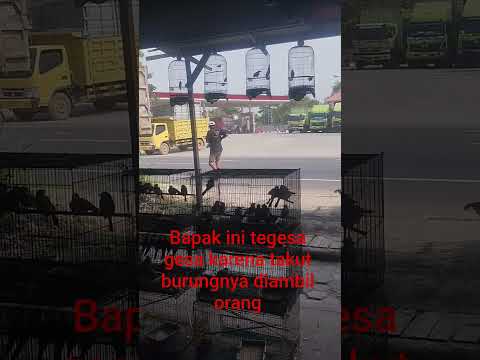 burung mahal jadi incaran #realyoutube #kicaumania #takut
