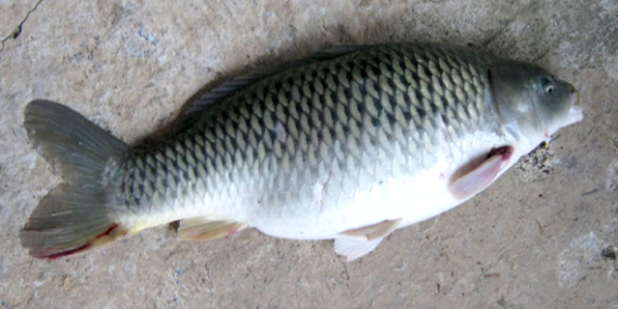 Umpan Air Tawar : Racikan Amisan Djempol & Umpan Pelangi Untuk Ikan Mas