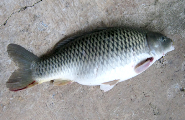 umpan-air-tawar-:-racikan-amisan-djempol-&-umpan-pelangi-untuk-ikan-mas