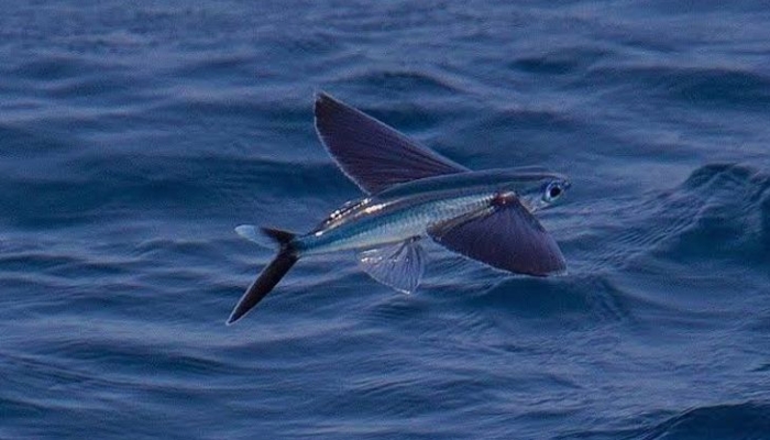 ikan-torani,-ikan-laut-terbang-yang-harganya-selangit!
