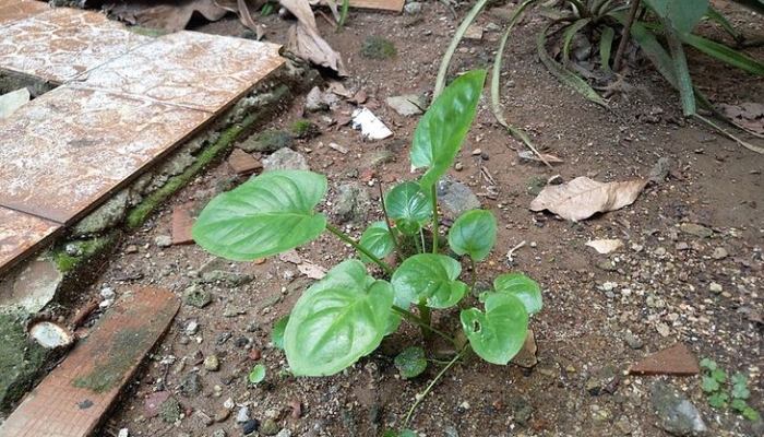 keladi-tikus,-tanaman-hias-yang-“disulap”-binus-university-jadi-obat-kanker