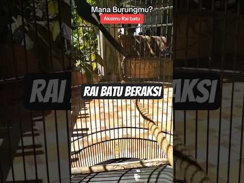 GERCEP BURUNG INI LSNG SOLD OUT #burung #gantang #mapan #komunitas #murai #batu