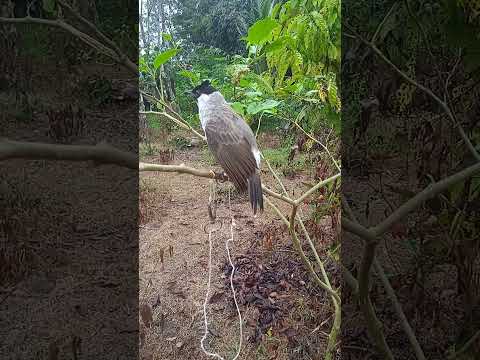 #kicau mania #burung kutilang #pikat burung kutilang