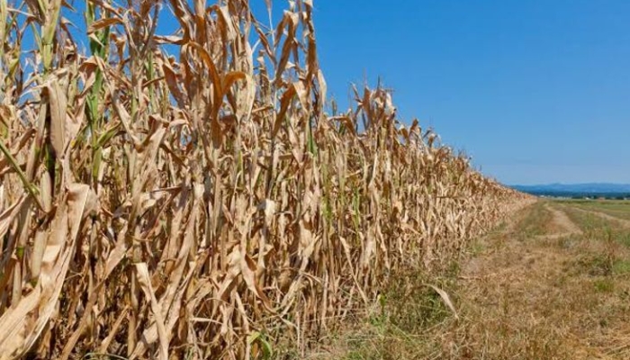 ciri-ciri-musim-kemarau,-cuaca-kering-yang-biasa-terjadi-di-indonesia