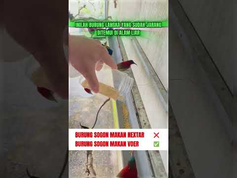 pancingan suara burung Sepah Raja #kicauburunglovebird #burung #mangkicauoffecial #kicaumania