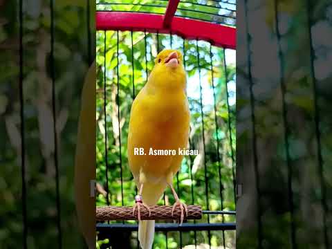 suara burung kenari gacor || kenari mania || kicau mania || canary singing || yellow canary singing