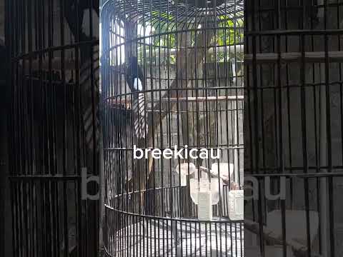 murai batu full isian #shorts #short #muraibatu #murai #birds #burung #shamabirds #kicaumania
