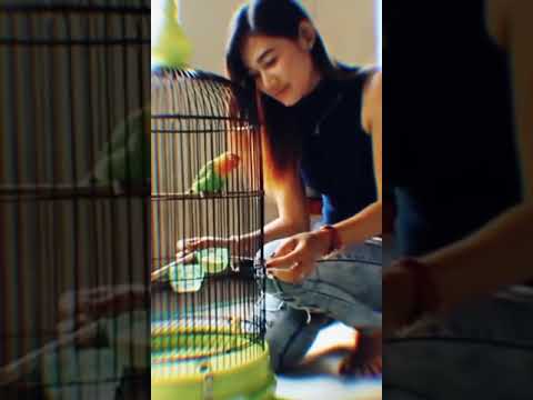 Story wa lucu – kicau mania kakak cantik sayang lovebird
