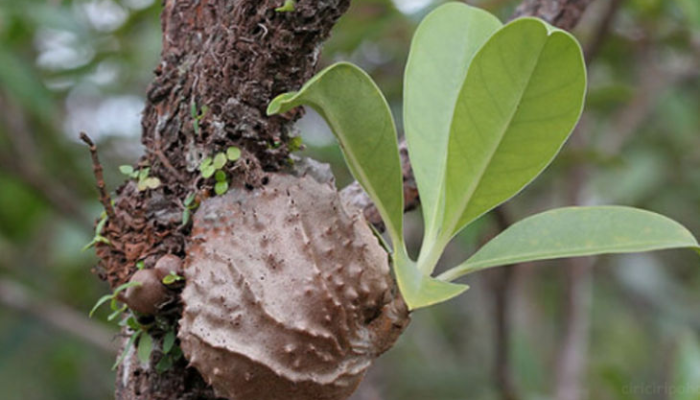 mengenal-sarang-semut,-tanaman-herbal-yang-dikenal-sebagai-alternatif-antibakteri