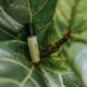 5-manfaat-eucalyptus-untuk-kesehatan-yang-perlu-diketahui
