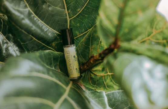 5-manfaat-eucalyptus-untuk-kesehatan-yang-perlu-diketahui