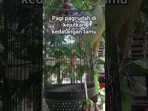 memikat burung#fypYouTube#fypShorts#kicau mania#prenjak