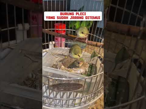 burung pleci #burung #mangkicauoffecial #kicaumania #burungkicaudialamliar #birds #masteranjernih