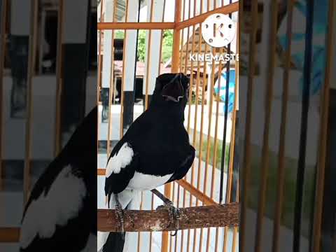PALING DICARI KICAU MANIA SUARA BURUNG SEPERTI INI PANCINGAN CEPAT NGEPLONG
